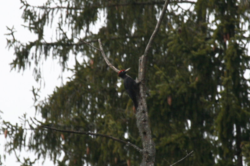 Black Woodpecker (Dryocopus martius)  Czech Republic - Šumava NP - České Žleby