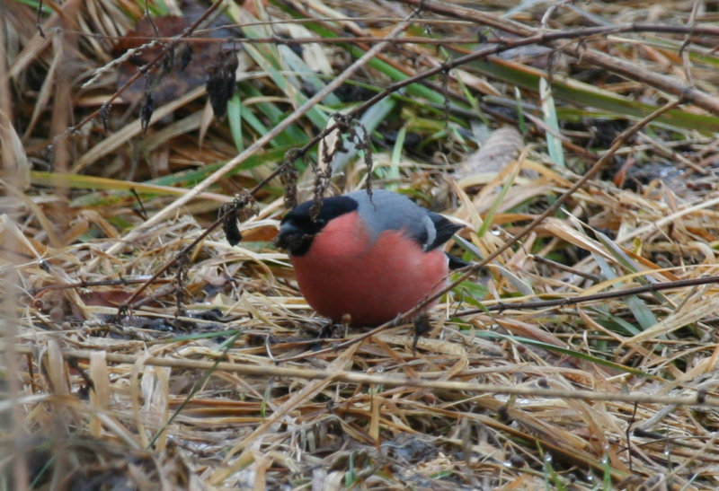 Eurasian Bullfinch (Pyrrhula pyrrhula) Czech Republic - Šumava NP - Volary