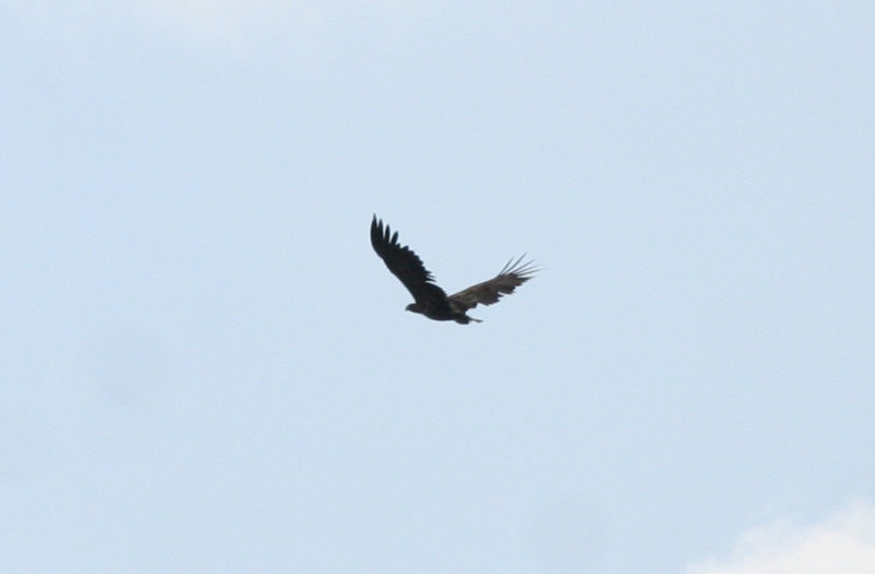 White-tailed Eagle (Haliaeetus albicilla) Czech Republic - Sedlec u Mikulova