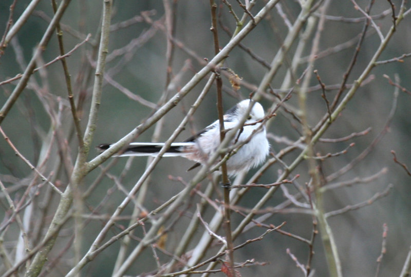 White-headed Long-tailed Tit (Aegithalos caudatus caudatus) Czech Republic - České Žleby 