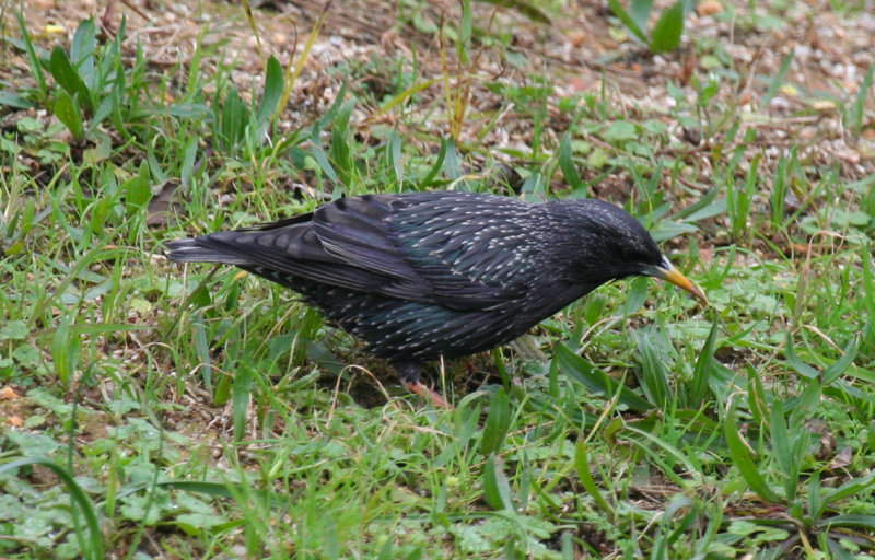 Spotless Starling  (Sturnus unicolor) Winter plumage - Spain - Barcelona