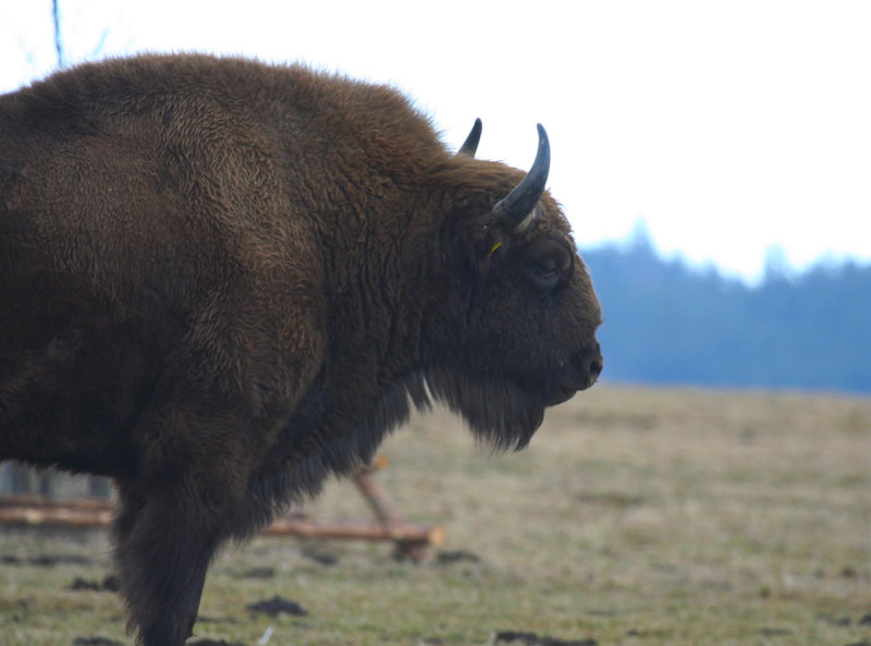 European Bison (Bison bonasus) Czech Republic