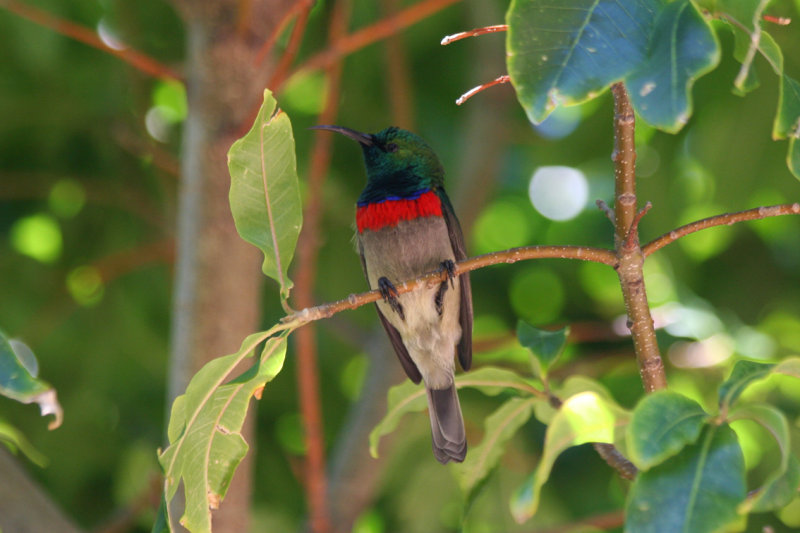Southern Double-collared Sunbird (Cinnyris chalybeus) South Africa - Cape Town - Kirstenbosch Botanical Gardens