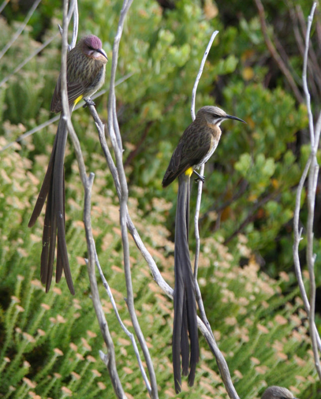 Cape Sugarbird (Promerops cafer) Simons Town - Avian Leisure