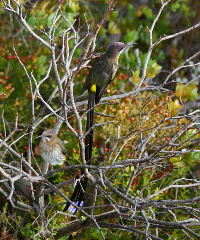 Cape Sugarbird (Promerops cafer) Simons Town - Avian Leisure