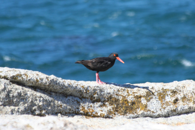 African Oystercatcher (Haematopus moquini) Simonstown, Boulder's Beach