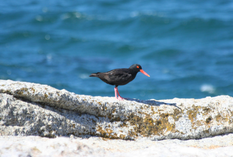 African Oystercatcher (Haematopus moquini) Simonstown, Boulder's Beach