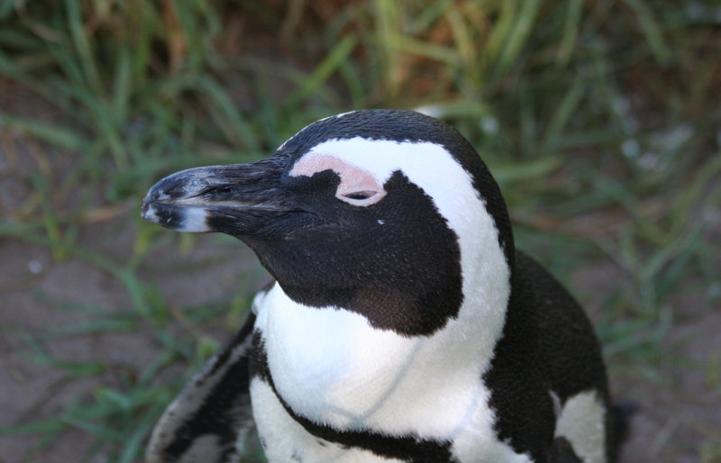 African Penguin (Spheniscus demersus) Simonstown, Boulders Beach