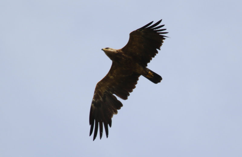 Lesser Spotted Eagle (Clanga pomarina) Greece - Central Macedonia - Ethniko Parko Limnis Kerkinis