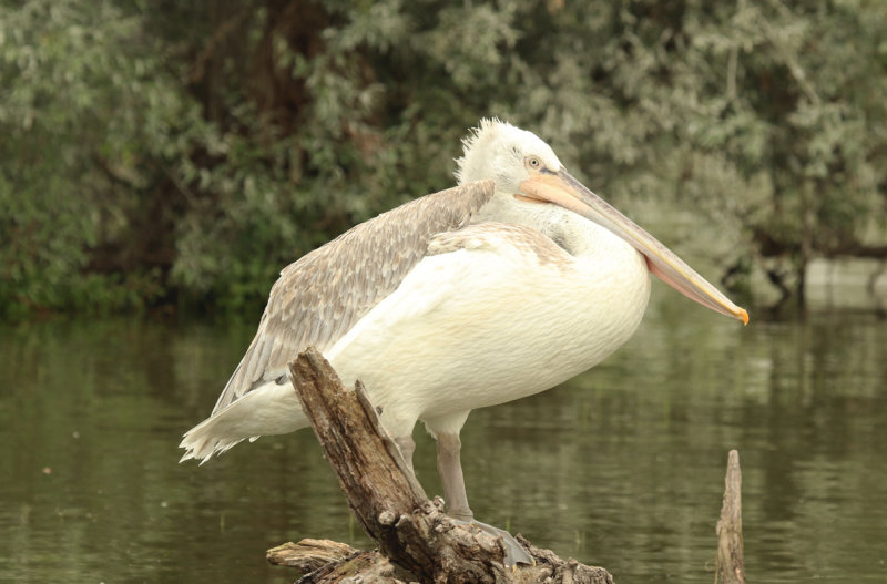 Dalmatian Pelican (Pelecanus crispus) Greece - Central Macedonia - Lake Kerkini