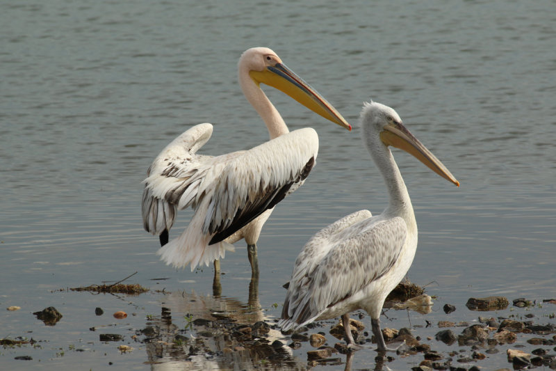Pelecaniformes: Pelecanidae - Pelicans