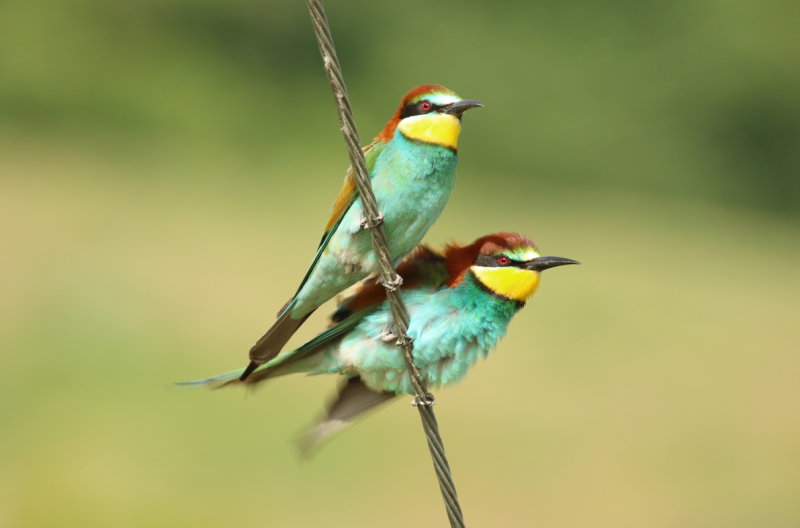 European Bee-eater (Merops apiaster) Greece - Central Macedonia - Ethniko Parko Limnis Kerkinis
