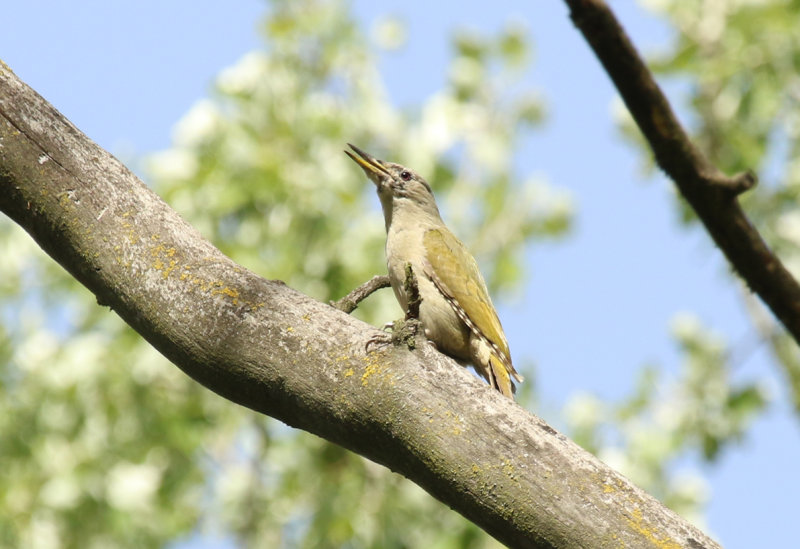 Grey-headed Woodpecker (Picus canus canus) *female* Greece - Nestos Delta