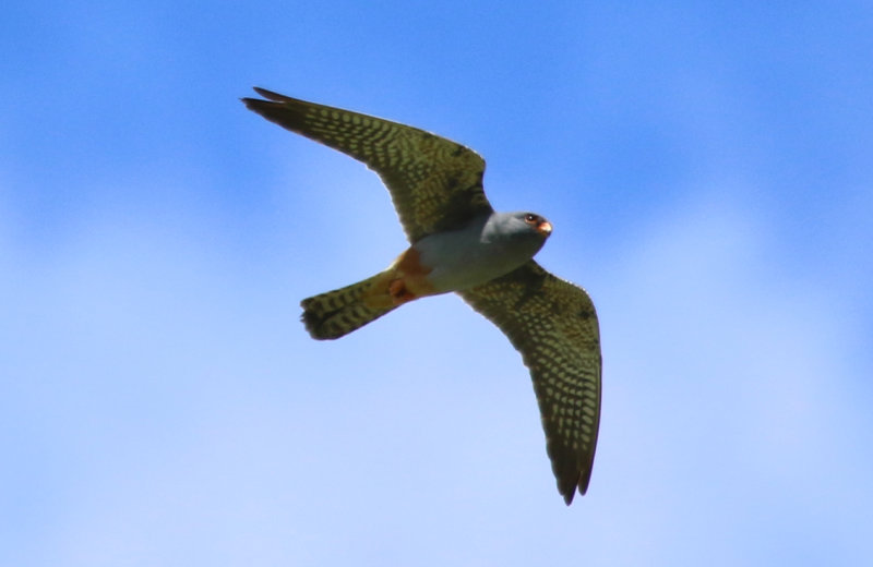 Red-footed Falcon (Falco vespertinus) Greece - Evia Island