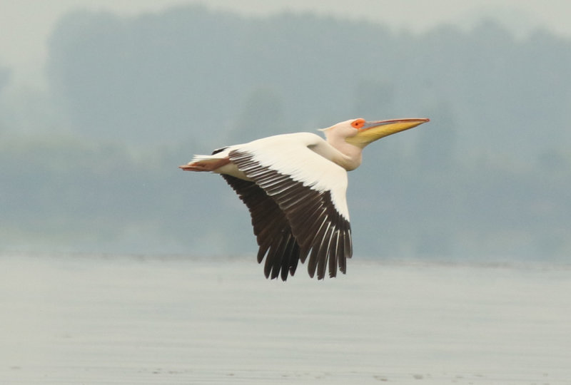 Great White Pelican (Pelecanus onocrotalus) Greece - Central Macedonia - Lake Kerkini