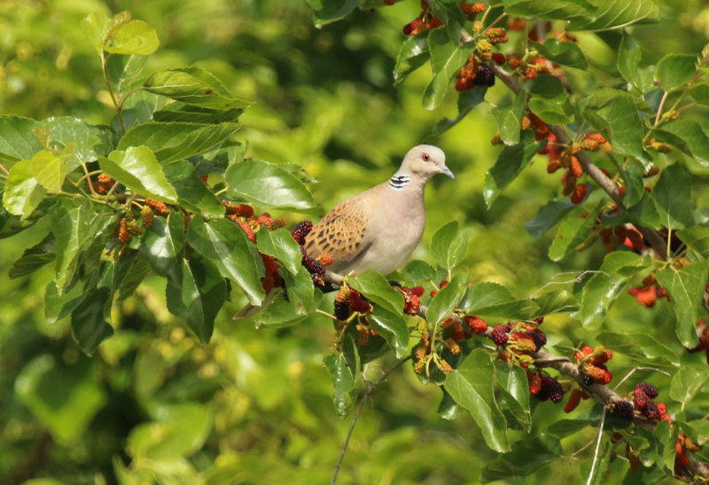 European Turtle Dove (Streptopelia turtur)