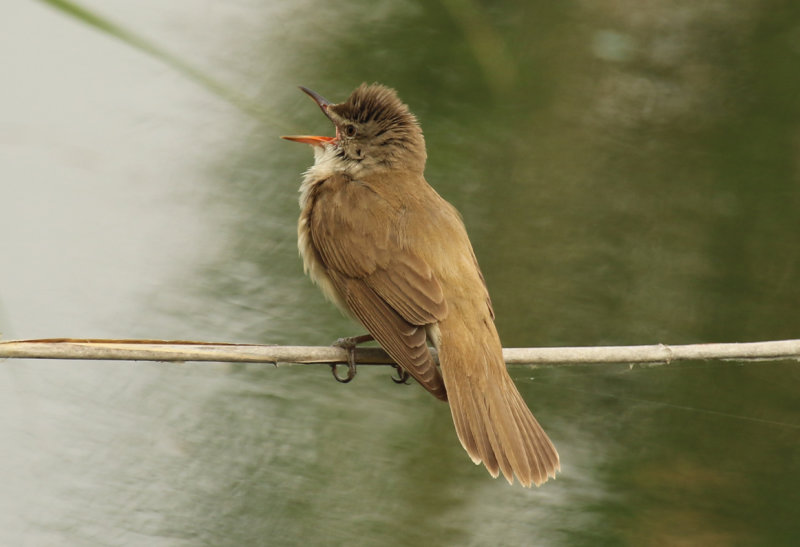 Great Reed Warbler (Acrocephalus arundinaceus) Greece - Central Macedonia - Lake Kerkini