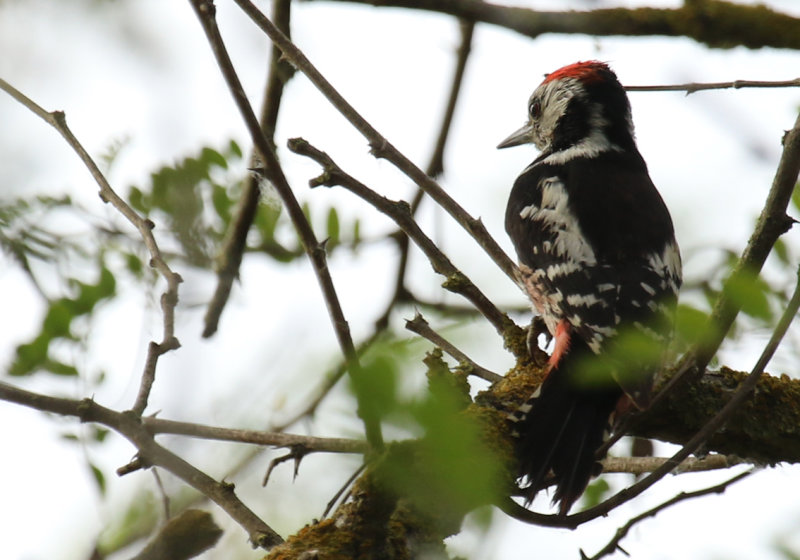 Middle Spotted Woodpecker (Dendrocoptes medius) Greece - Nestos Delta