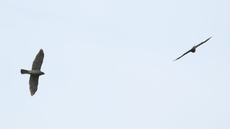 Levant Sparrowhawk (Accipiter brevipes) Greece - Trikala