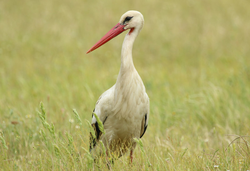 White Stork (Ciconia ciconia) Greece - Meteora
