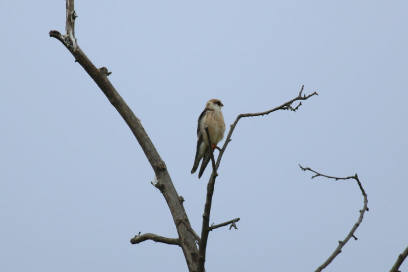 Red-footed Falcon (Falco vespertinus) Greece - Meteora