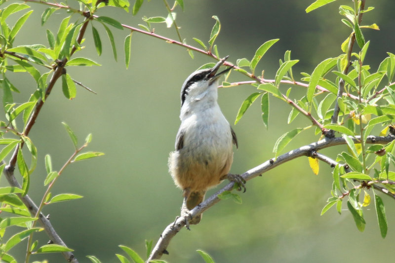 Passeriformes: Sittidae - Nuthatches