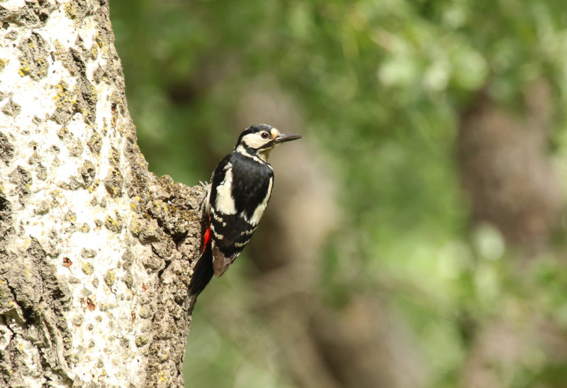 Great Spotted Woodpecker (Dendrocopos major candidus) Greece - Nestos Delta 
