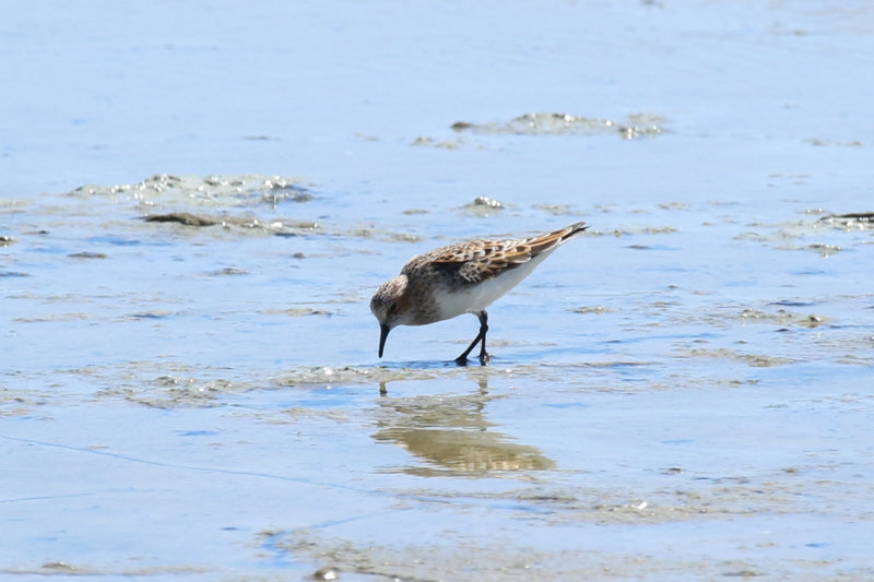 Little Stint (Calidris minuta) Greece - Thessaloniki - Axios Delta