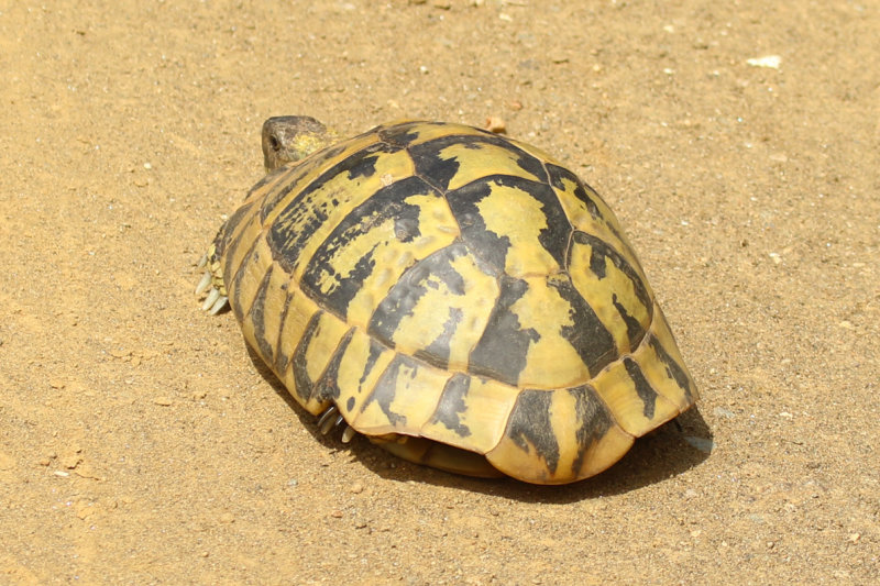 Greek Tortoise or Spur-thighed Tortoise (Testudo graeca) Greece - Central Macedonia - Ethniko Parko Limnis Kerkinis NP