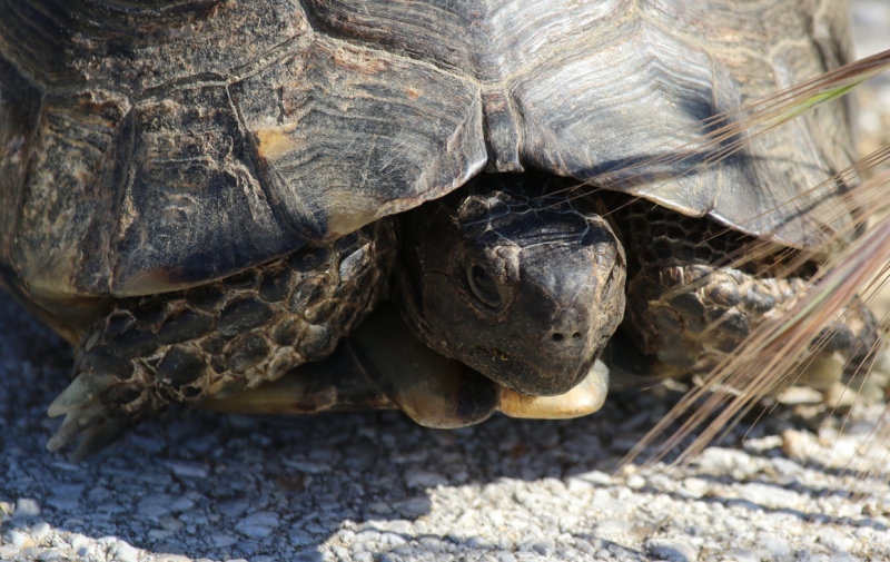 Marginated Tortoise (Testudo marginata) Greece - Evia