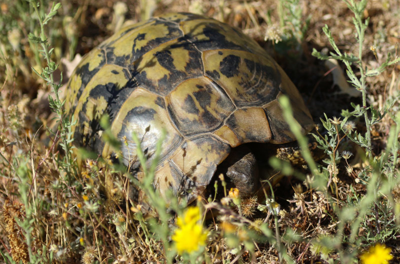 Eastern Hermann's Tortoise (Testudo hermanni boettgeri) Greece - Meteora