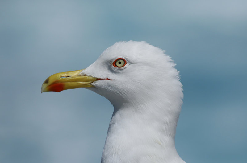 Yellow-legged Gull (Larus michahellis michahellis) Greece - Atiki- Pireas