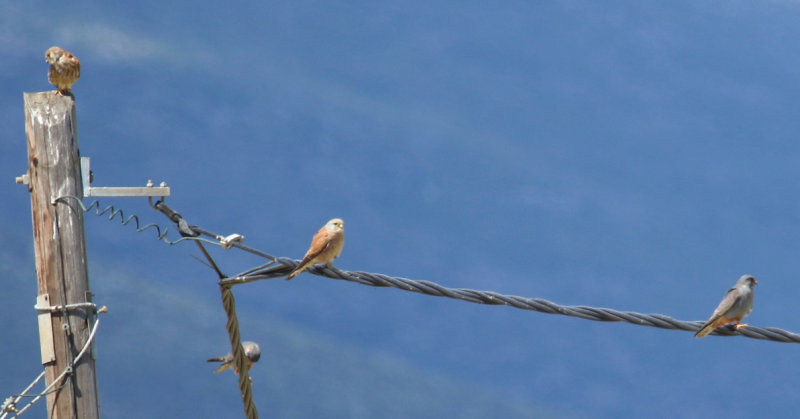 Lesser Kestrel (Falco naumanni) and Red-footed Falcon (Falco vespertinus) Greece - Evia Island