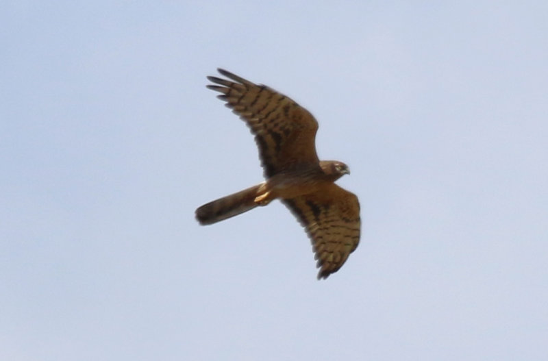 Montagu's Harrier (Circus pygargus) *female* Greece - Evia