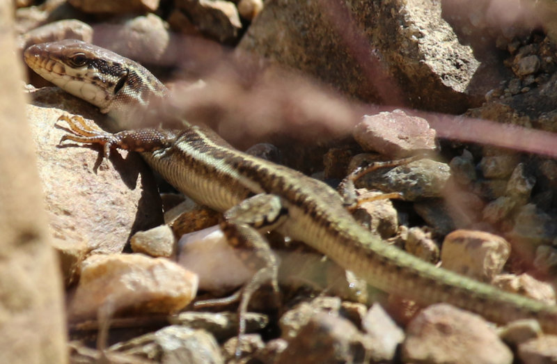 Erhard's Wall Lizard (Podarcis erhardii) Greece - Meteora