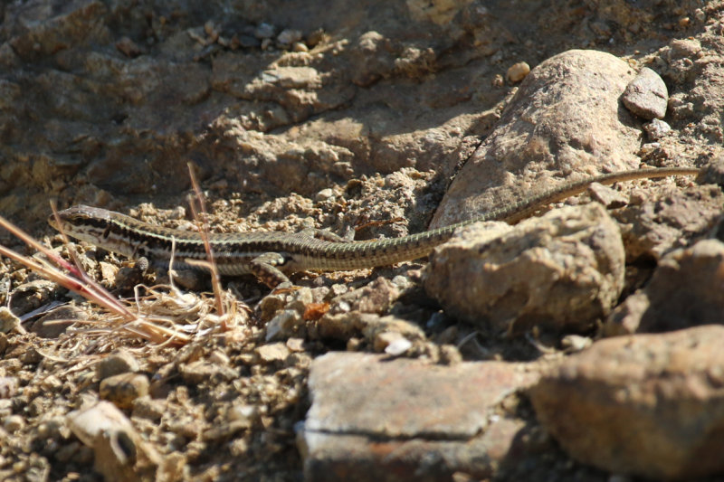 Erhard's Wall Lizard (Podarcis erhardii) Greece - Meteora