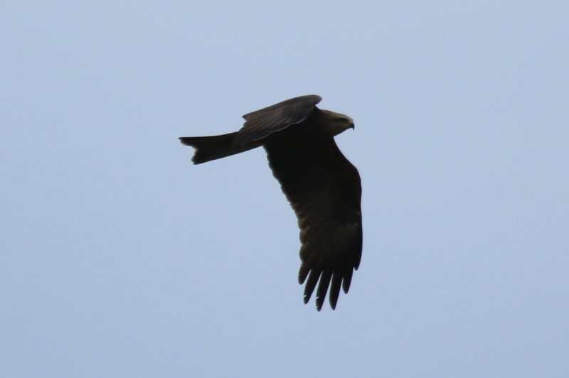 Black Kite ssp migrans (Milvus migrans migrans) Greece - Meteora