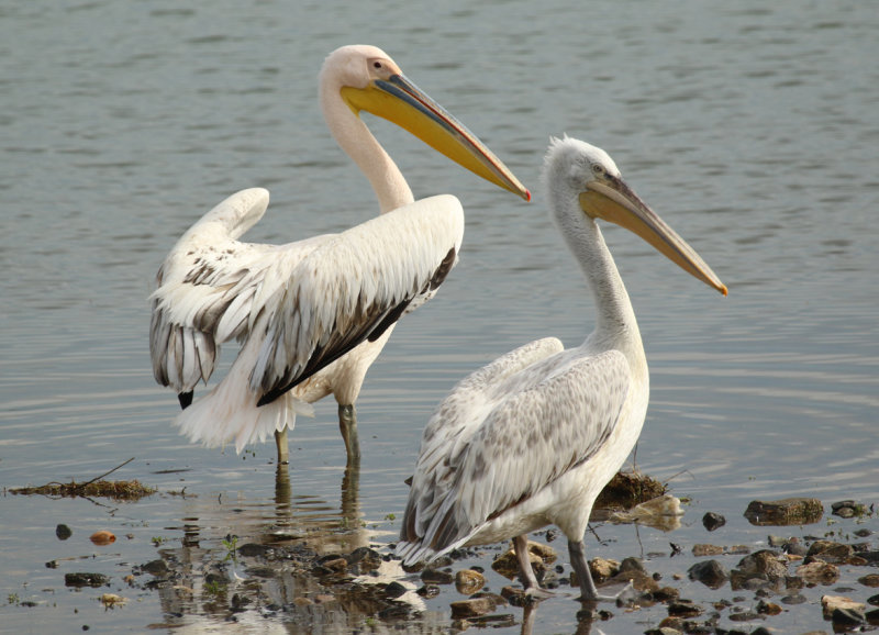 Great White Pelican (Pelecanus onocrotalus) and Dalmatian Pelican (Pelecanus crispus) Greece - Central Macedonia - Lake Kerkini