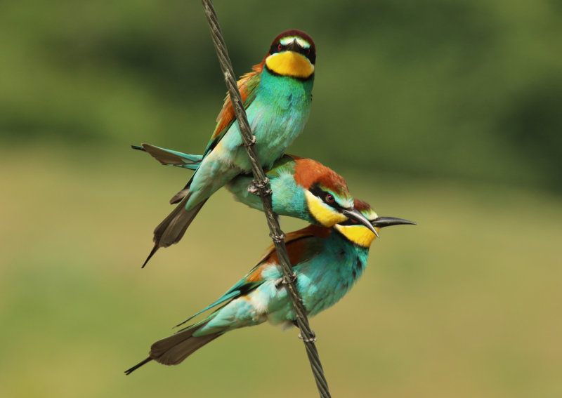 European Bee-eater (Merops apiaster) Greece - Central Macedonia - Ethniko Parko Limnis Kerkinis NP