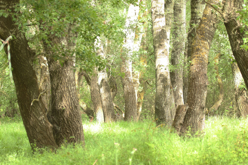 Greece, Nestos Delta, Riparian Forest: Perfect Woodpecker Habitat