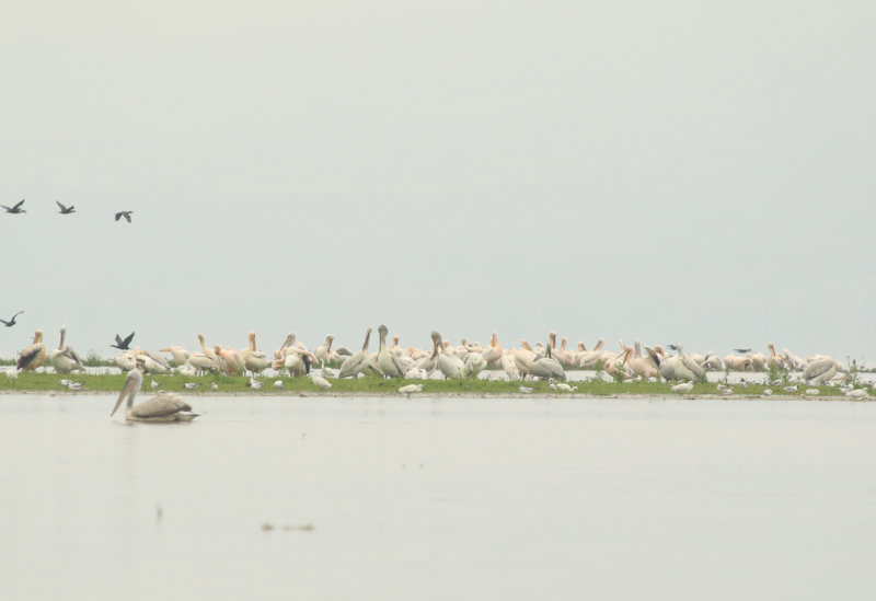 Great White Pelicans (Pelecanus onocrotalus) and Dalmatian Pelicans (Pelecanus crispus)