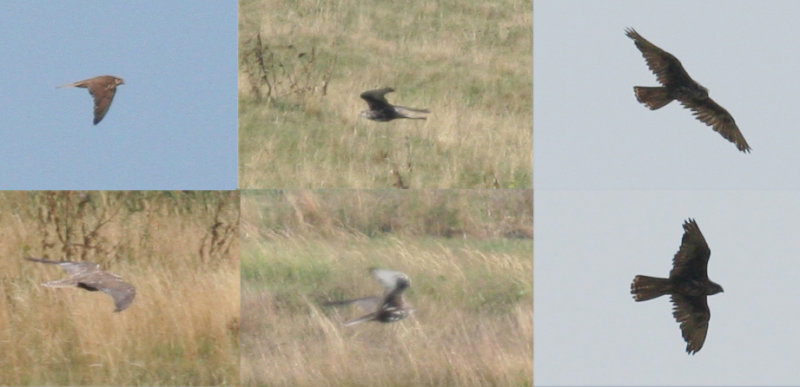 Saker Falcon (Falco cherrug) Hungary - Kiskunsag N.P. Apaj poesta