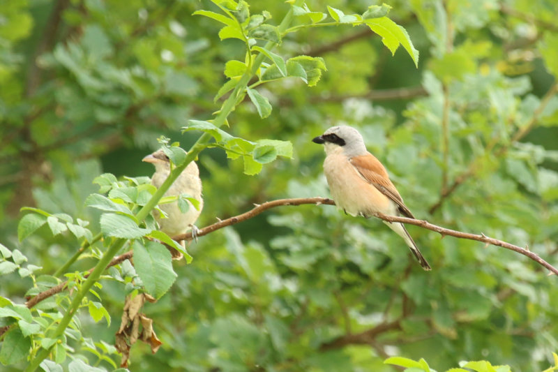 Red-backed Shrike (Lanius collurio) *Juvenile and adult* BRD - Berlin, Buch