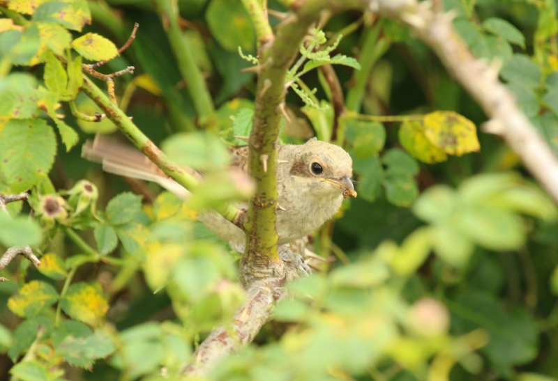 Red-backed Shrike (Lanius collurio) *Juvenile* BRD - Berlin, Buch