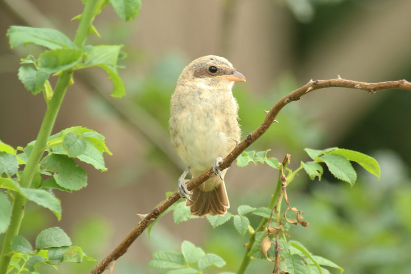 Red-backed Shrike (Lanius collurio) *Juvenile* BRD - Berlin, Buch