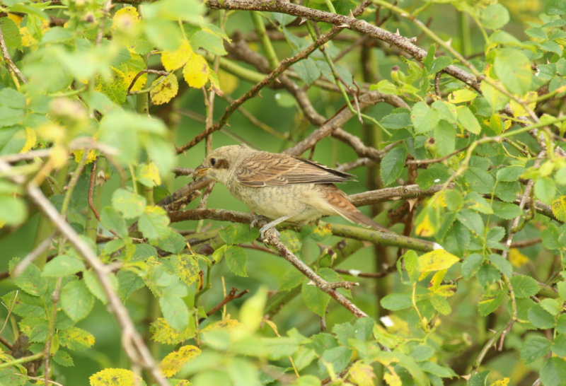 Red-backed Shrike (Lanius collurio) *Juvenile* BRD - Berlin, Buch