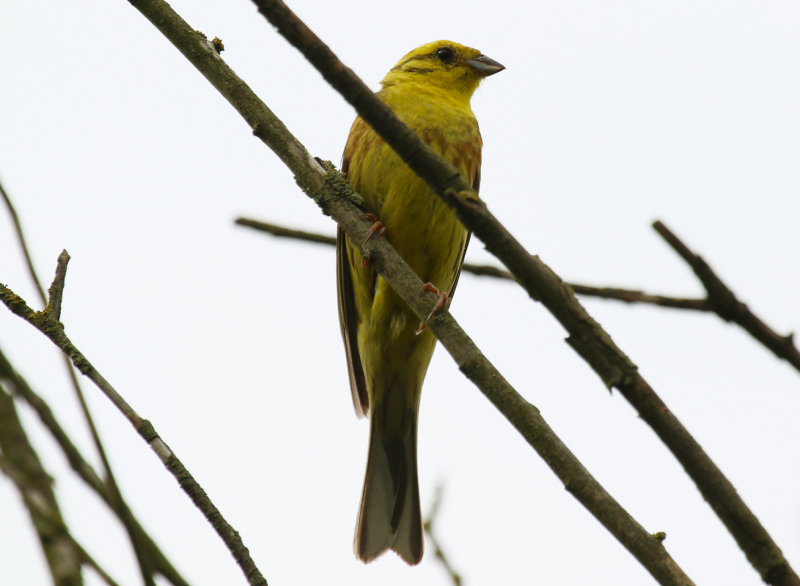 Yellowhammer (Emberiza citrinella) BRD - Berlin - Karower Teiche