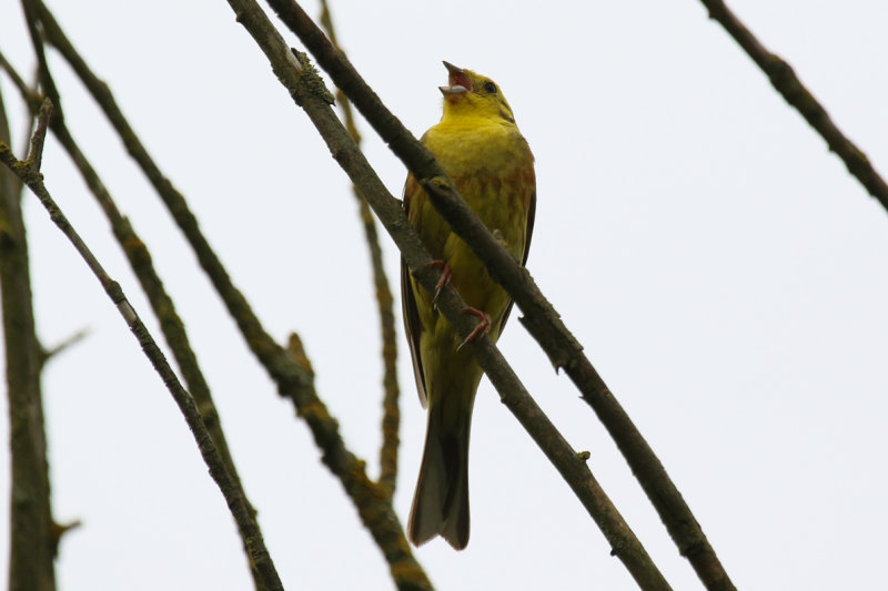 Yellowhammer (Emberiza citrinella) BRD - Berlin - Karower Teiche