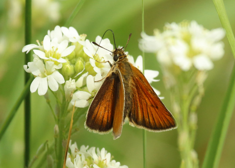 Essex Skipper (Thymelicus lineola) BRD - Berlin - Karower Teiche