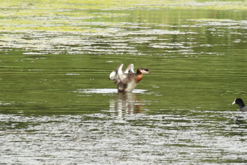 Red-necked Grebe (Podiceps grisegena) BRD - Berlin - Karower Teiche